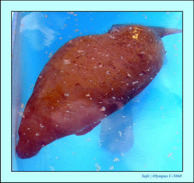 2005 - 11 - Itamaraca - lamentins 01.JPG